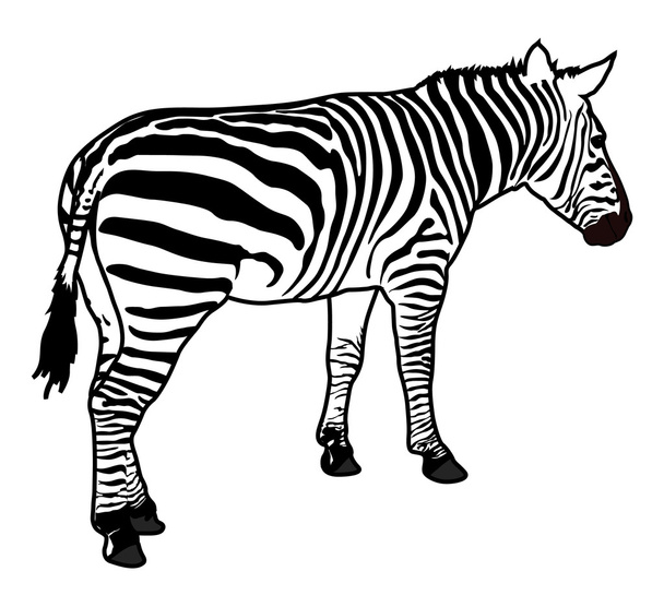 Zebra sziluett - Vektor, kép