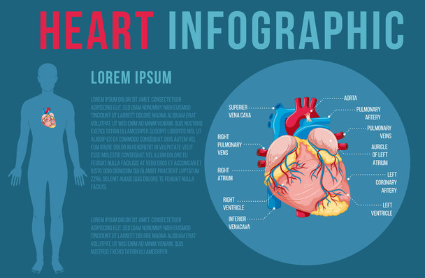 心臓のイラストを持つ人間の内臓 - ベクター画像