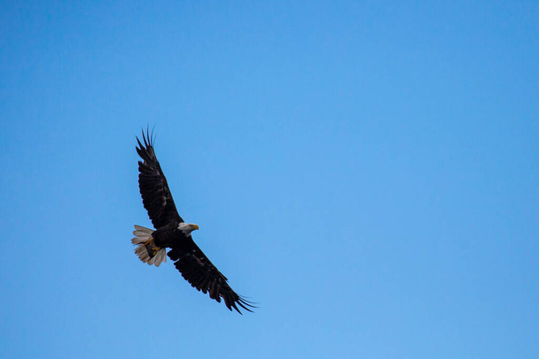 Bald Eagle (Haliaeetus leucocephalus) flying while carrying a fish with copy space, horizontal - Photo, Image