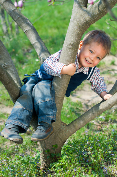 Boy In Tree - Фото, изображение
