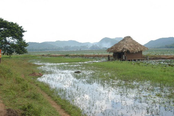 Hut σε μια αγροτική περιοχή Πεδία Ινδία - Φωτογραφία, εικόνα