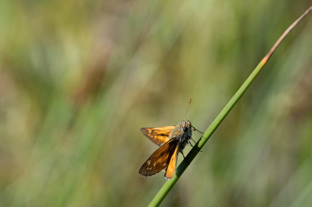 自然の中で枝に座っている錆びたスキッパー蝶(オクロデスシルバノイド)のクローズアップ - 写真・画像