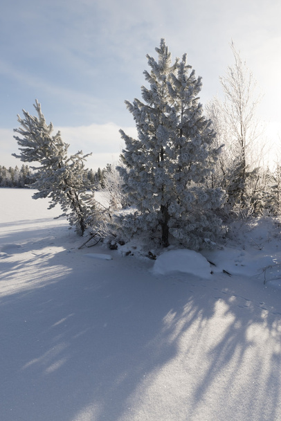 Winterlandschap Siberische pine in rijm  - Foto, afbeelding