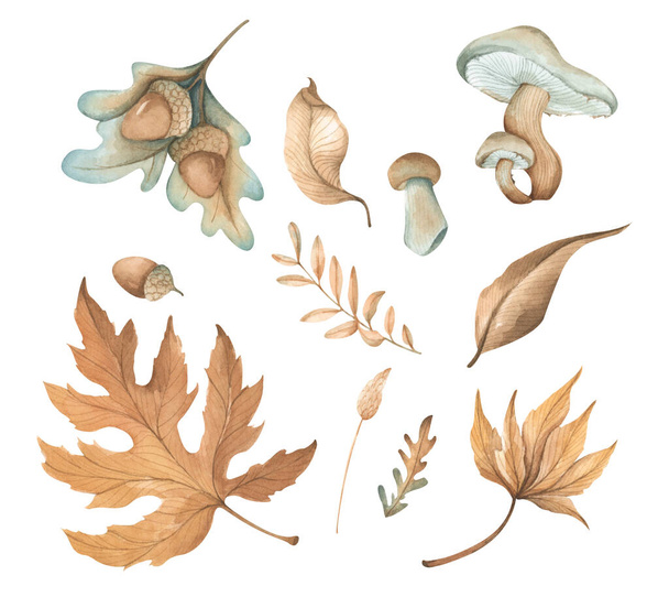 Σύνολο φθινοπωρινών φυτών με ακουαρέλες: φύλλα, μανιτάρια και βελανίδια. Απομονωμένα σε λευκό φόντο. - Φωτογραφία, εικόνα