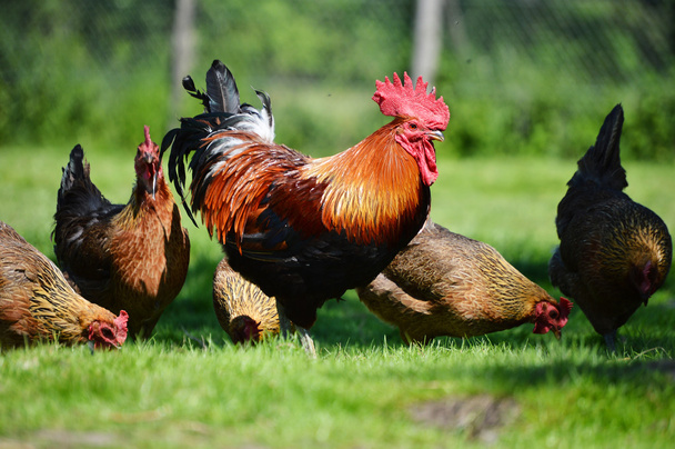 Galo e galinhas na fazenda tradicional de aves de capoeira ao ar livre
 - Foto, Imagem