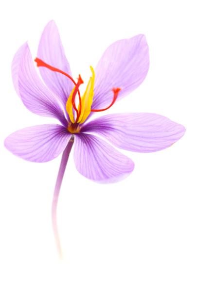 Close up de flor de açafrão isolado no fundo branco
  - Foto, Imagem