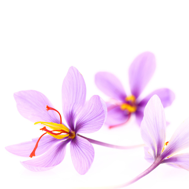 白い背景に分離されたサフランの花のクローズ アップ  - 写真・画像