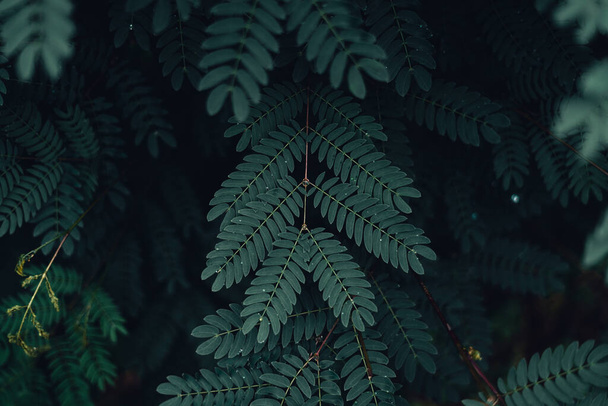 rainy season,Dark green leaves nature background - Valokuva, kuva