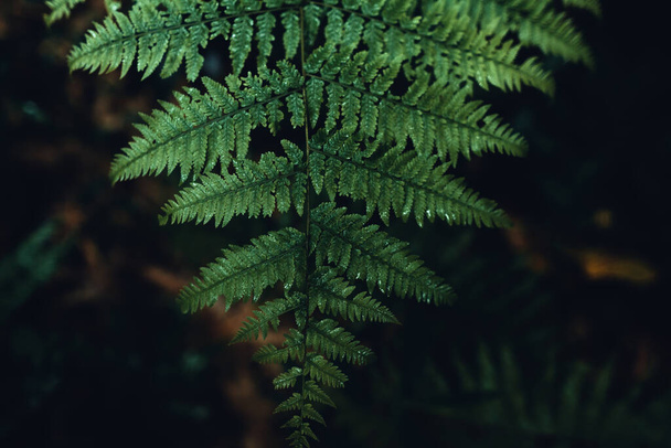 esős évszak, sötétzöld levelek természet háttér - Fotó, kép