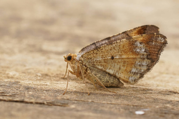 Detailed closeup on a Tawny-barred Angle, Macaria liturata, with closed wings sitting on wood - Photo, Image