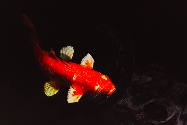 日本黒地に隔離された池で泳ぐ鯉. - 写真・画像