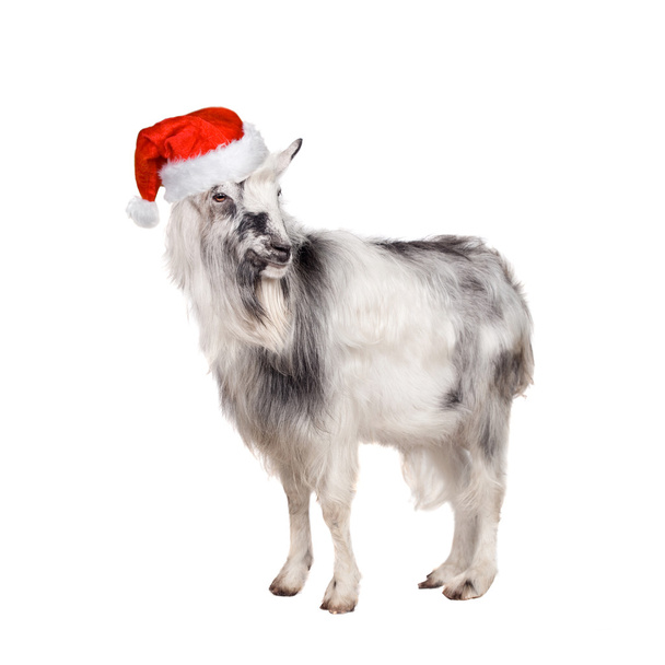 Portrait Of Goat in christmas hat On White - Фото, зображення
