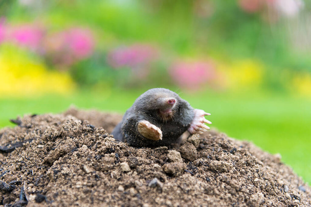 Topo europeo arrastrándose fuera de molehill sobre el suelo, mostrando fuertes pies delanteros utilizados para cavar túneles subterráneos - Foto, Imagen