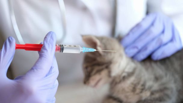 Close-up van een vrouwelijke dierenarts die een injectie geeft aan kleine grijze kitten. Medisch onderzoek van kat in dierenkliniek en diergeneeskundig concept - Foto, afbeelding