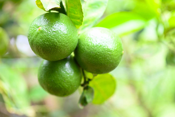 Zielone limonki na drzewie, świeże owoce cytrusowe limonki wysoka witamina C w ogrodzie gospodarstwa rolnego z natury zielony rozmyte tło w lecie - Zdjęcie, obraz