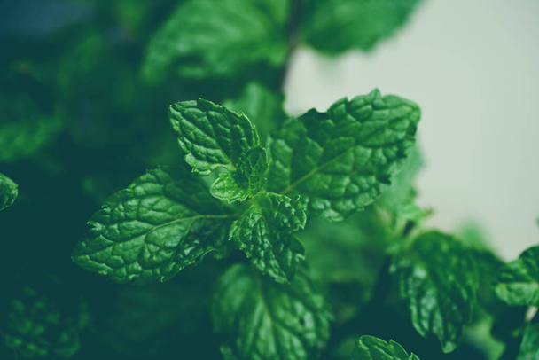 Mint leaf in the garden background, Fresh mint leaves in a nature green herbs or vegetables food peppermint  - Φωτογραφία, εικόνα