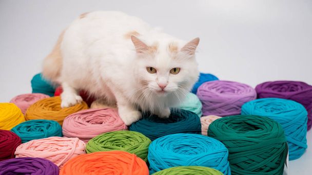 Close-up of a whiting fluffy cat among multicolored cotton skeins - Фото, изображение
