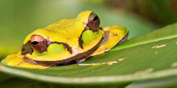 Uusi Granada Cross-Banded Tree Frog, Smilisca phaeota, Trooppinen sademetsä, Corcovado kansallispuisto, - Valokuva, kuva