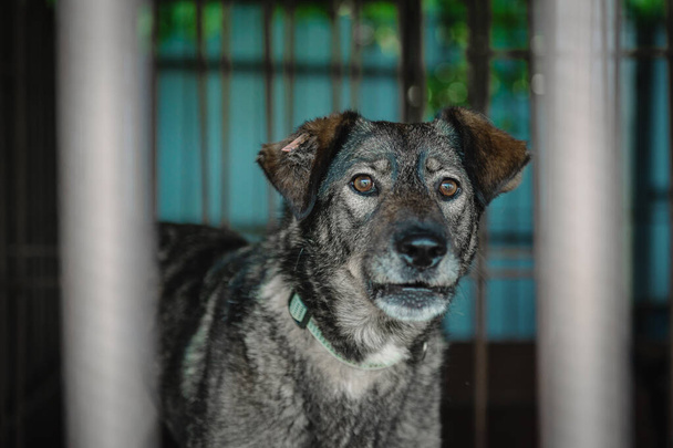 動物保護施設で犬の養子縁組を待っている。動物の避難所でホームレスの犬の肖像画。犬が閉じ込められた - 写真・画像