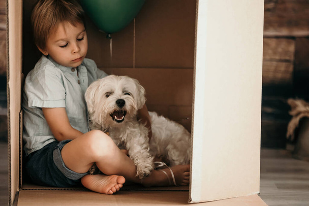 Cute toddler child and maltese pet dog, hiding in cardboard box, playing together - Foto, Imagem