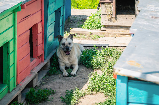 Descanso de perro en cabinas en un refugio de animales. Perro sentado en una perrera de madera. Esperando la adopción - Foto, Imagen
