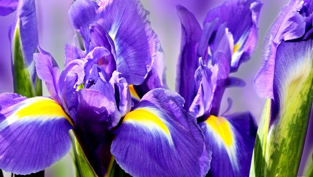 Purple iris - Фото, изображение