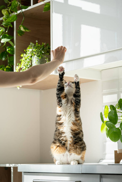 A női tulaj keze játszik a bolyhos cuki macskával otthon. Macska trükk, hogy felállj a hátsó mancsokra. Napfény. Kedvencek. A családi élet fogalma - Fotó, kép