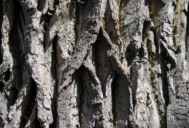 The bark of the tree. - Foto, afbeelding