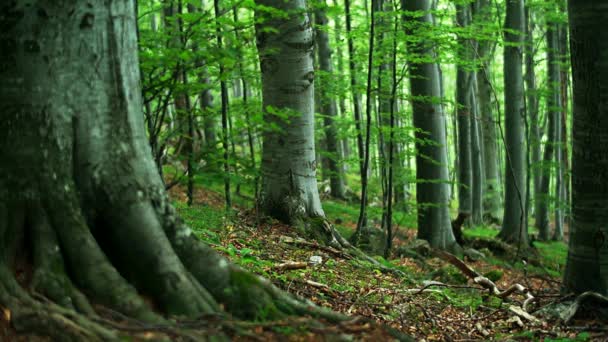 δάσος οξιών - Πλάνα, βίντεο