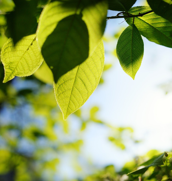 Изображение зеленых листьев на абстрактном размытом фоне
 - Фото, изображение