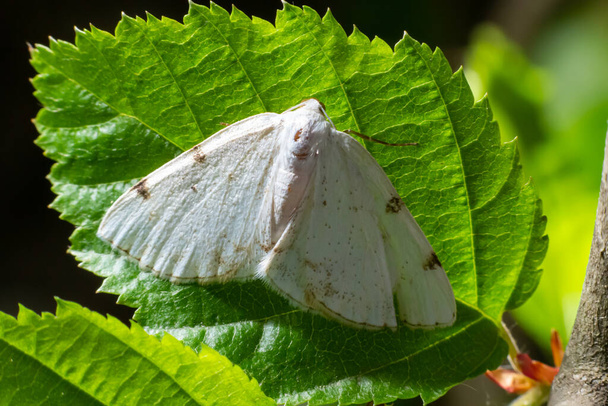 Lomographa temerata é uma espécie de mariposa do gênero "Lomographa" pertencente à família Geometridae. Traça de prata nublada, Lomographa temerata, de cima. - Foto, Imagem