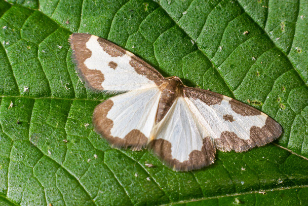 Borboleta lomaspilis marginata com asas brancas e manchas cinzentas sentadas em uma folha em um fundo verde
. - Foto, Imagem