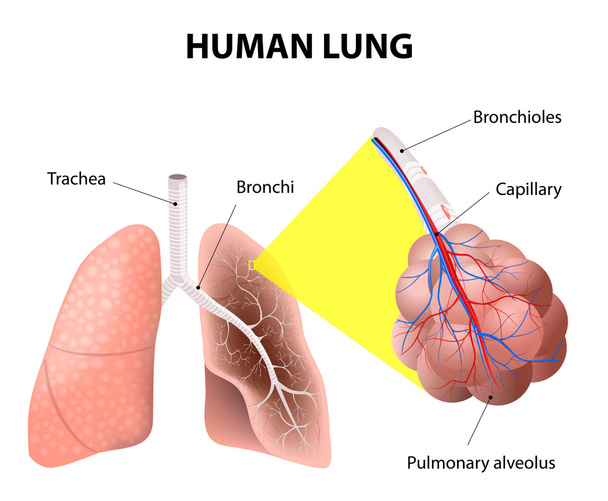 Estructura de los pulmones humanos. Anatomía humana
 - Vector, imagen
