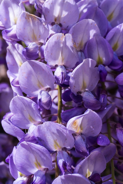 Lilac wisteria inflorescence natural flower background close up - Photo, Image