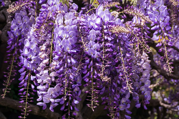 Lilac wisteria květenství přírodní květinové pozadí zblízka - Fotografie, Obrázek