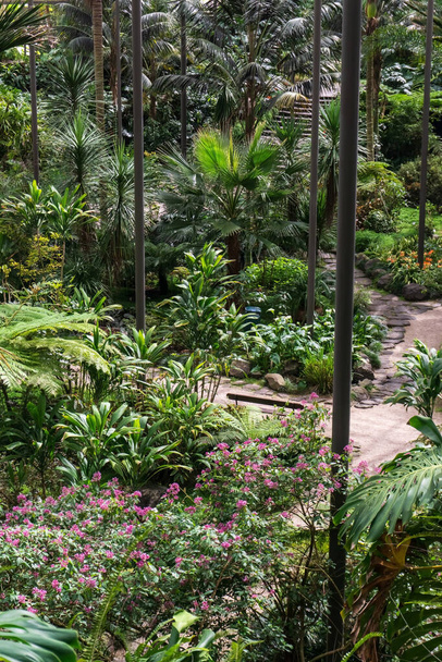 Skleník s tropickými rostlinami uvnitř dne pohled - Fotografie, Obrázek