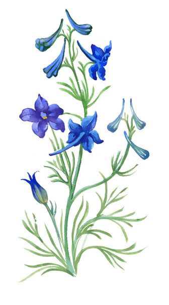 Blue watercolor wildflowers - Zdjęcie, obraz