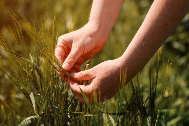 Agronomist touching unripe barley spikes in cultivated field. Closeup of female hand on plantation in agricultural crop management concept. Selective focus. - Foto, Imagen