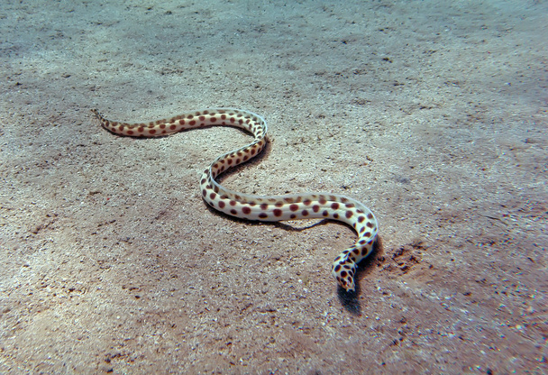 Anguila de serpiente manchada
 - Foto, imagen