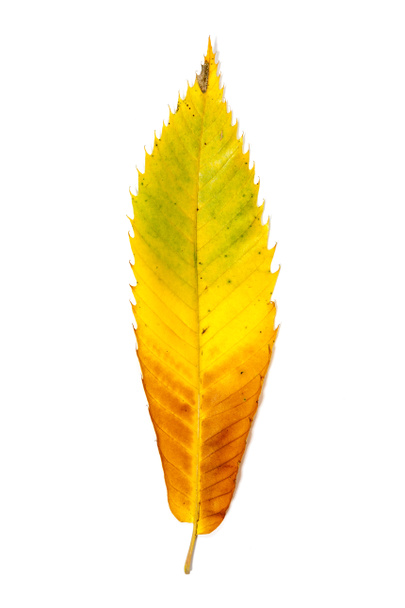 Bir akçaağaç yaprağı sonbahar renk değişikliği - Fotoğraf, Görsel