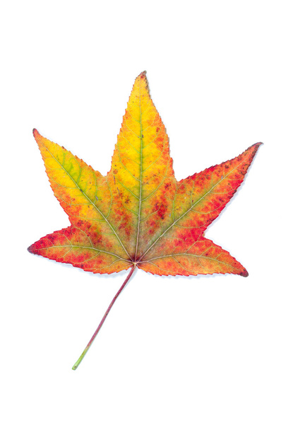 Herfst van kleur verandert in een esdoornblad - Foto, afbeelding