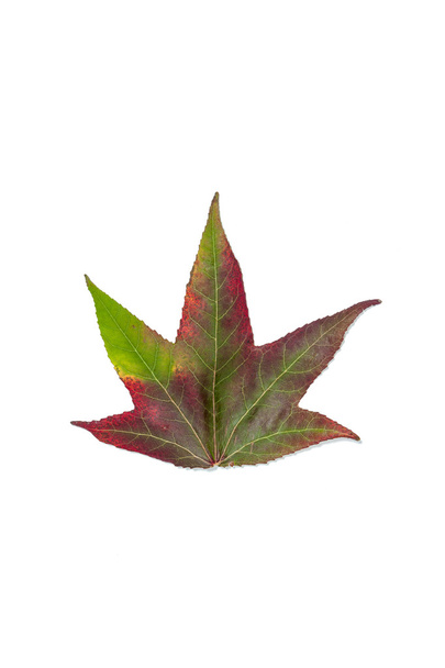 Zmiana jesienny kolor liści klonu - Zdjęcie, obraz