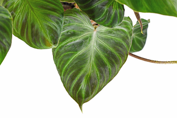 Velvet leaf of tropical 'Philodendron Verrucosum' houseplant on white background - Photo, image