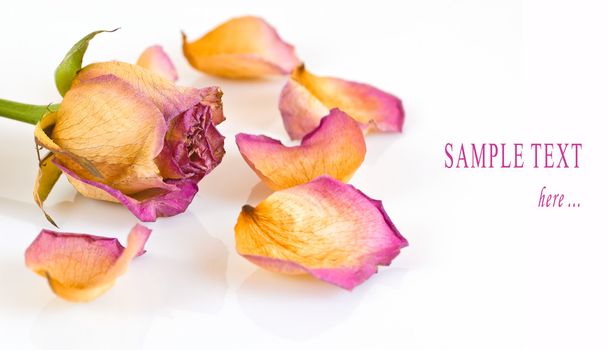 Withered Rose and petals - Valokuva, kuva