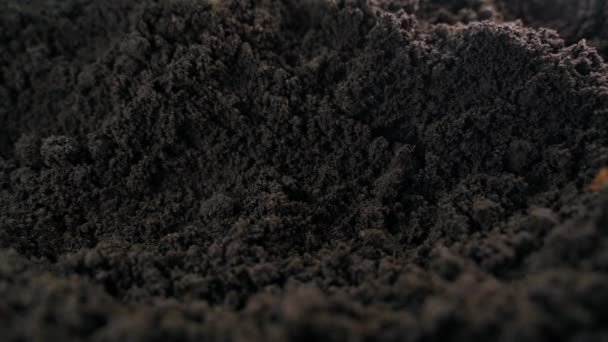 A csírázott kukorica ültetésének folyamata a fekete talaj talajában közelkép. Kiváló minőségű 4k felvételek - Felvétel, videó