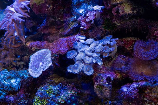Тропічний риф кораловий під водою з різноманітними барвистими морськими анемонами
. - Фото, зображення