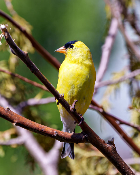 American Goldfinch primer plano encaramado en una rama con un fondo forestal en su entorno y hábitat circundante y mostrando su pluma amarilla .plumage. - Foto, imagen