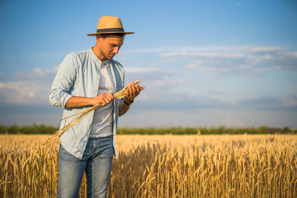 Farmer is standing in his growing wheat field and examining crops after  sowing. - 写真・画像