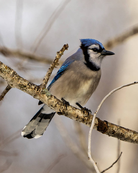 Blue Jay bird perched on a branch with a blur background in its environment and habitat surrounding displaying blue feather plumage. - Фото, зображення