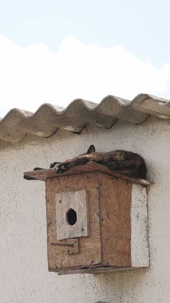 Gatto che si rilassa sulla casetta per uccelli attaccata al muro - Foto, immagini